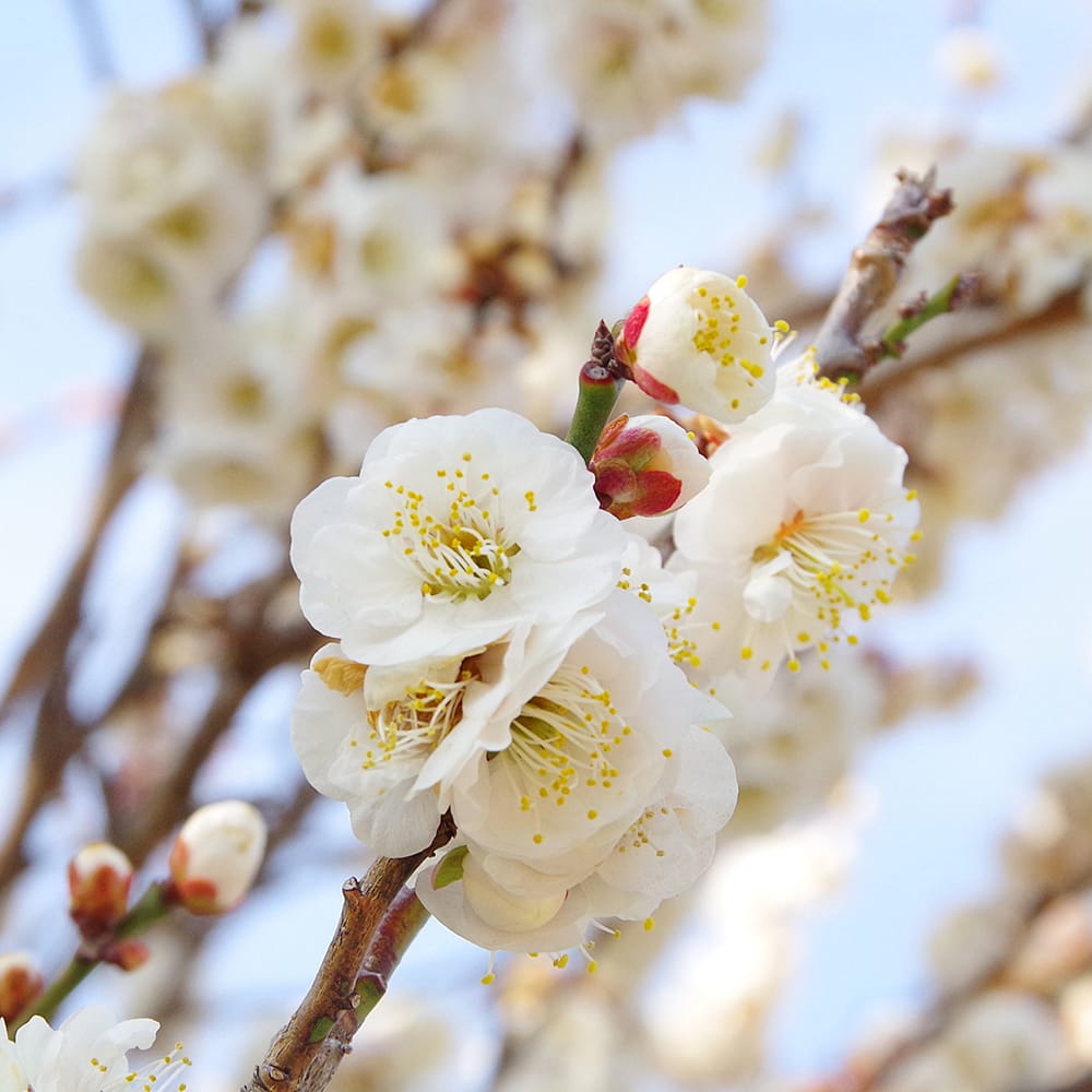 ウメ 花梅 野梅系 玉牡丹 苗 販売 苗木部 By 花ひろばオンライン