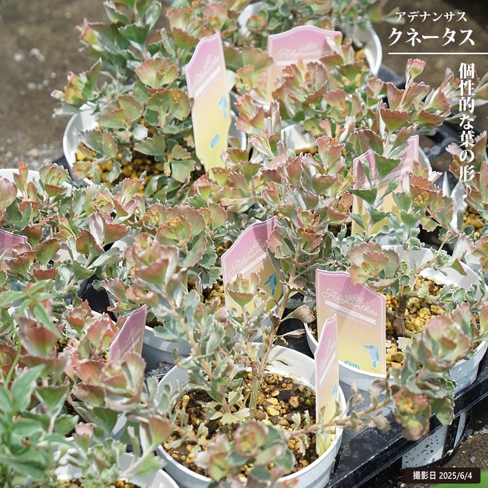 菜花 数量5から】 生地 『グログラン 花柄 グレー AP22808-2D』 生地
