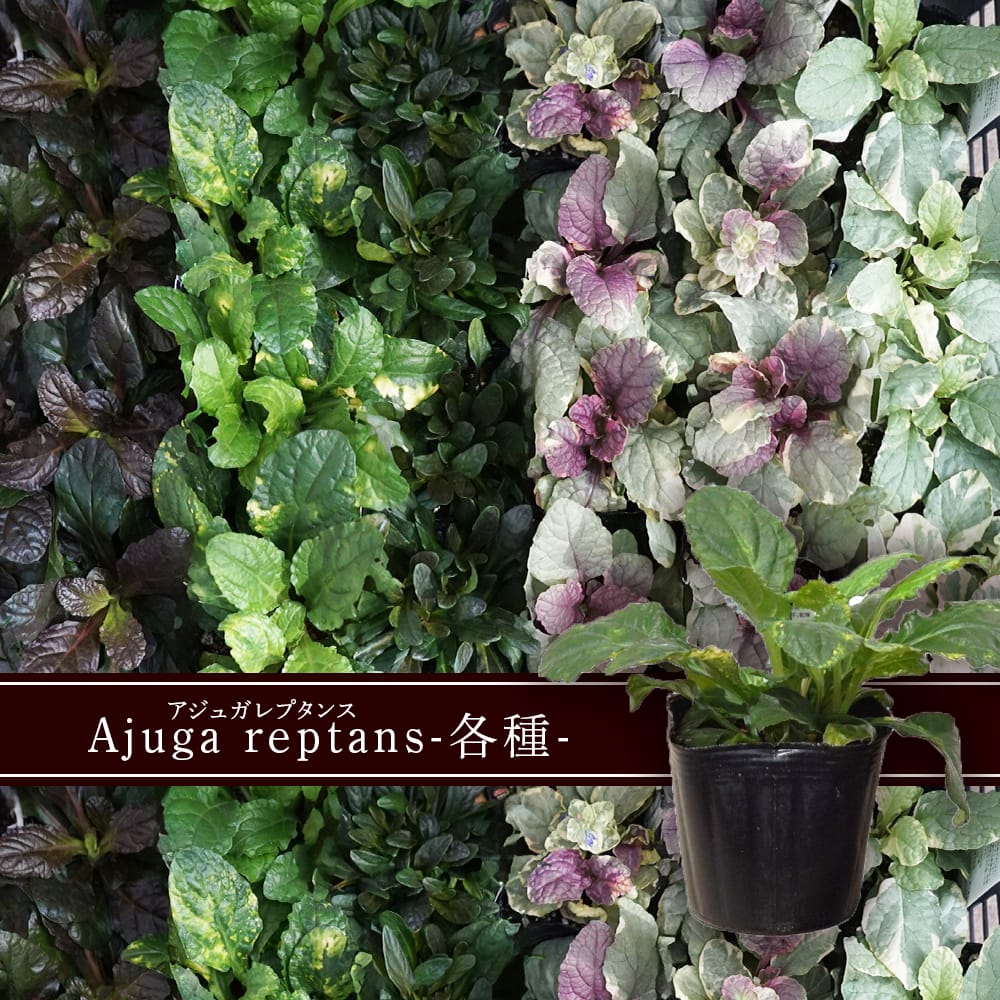 アジュガ レプタンス 苗 販売 苗木部 By 花ひろばオンライン