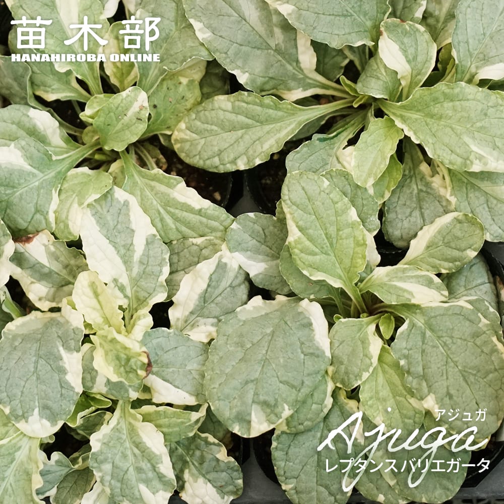 アジュガ レプタンス 苗 販売 苗木部 By 花ひろばオンライン