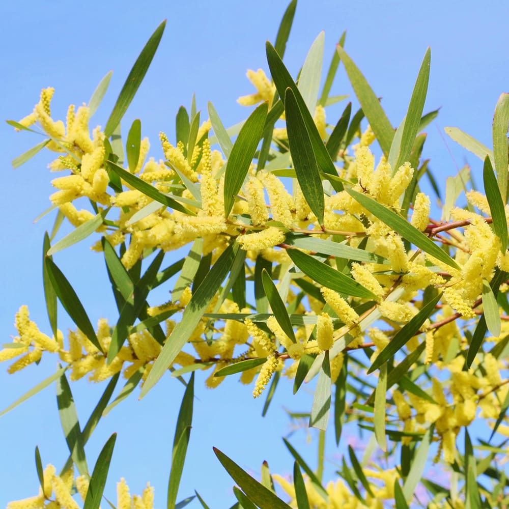 アカシア ロンギフォリア 苗 販売 苗木部 By 花ひろばオンライン