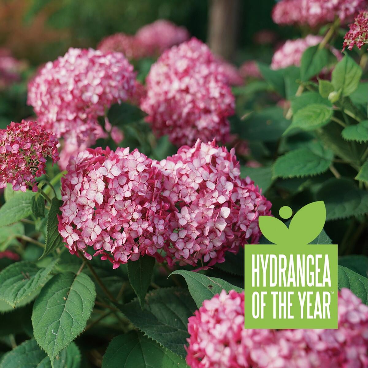 アナベル ミニルビー アメリカアジサイ 苗 販売 苗木部 By 花ひろば