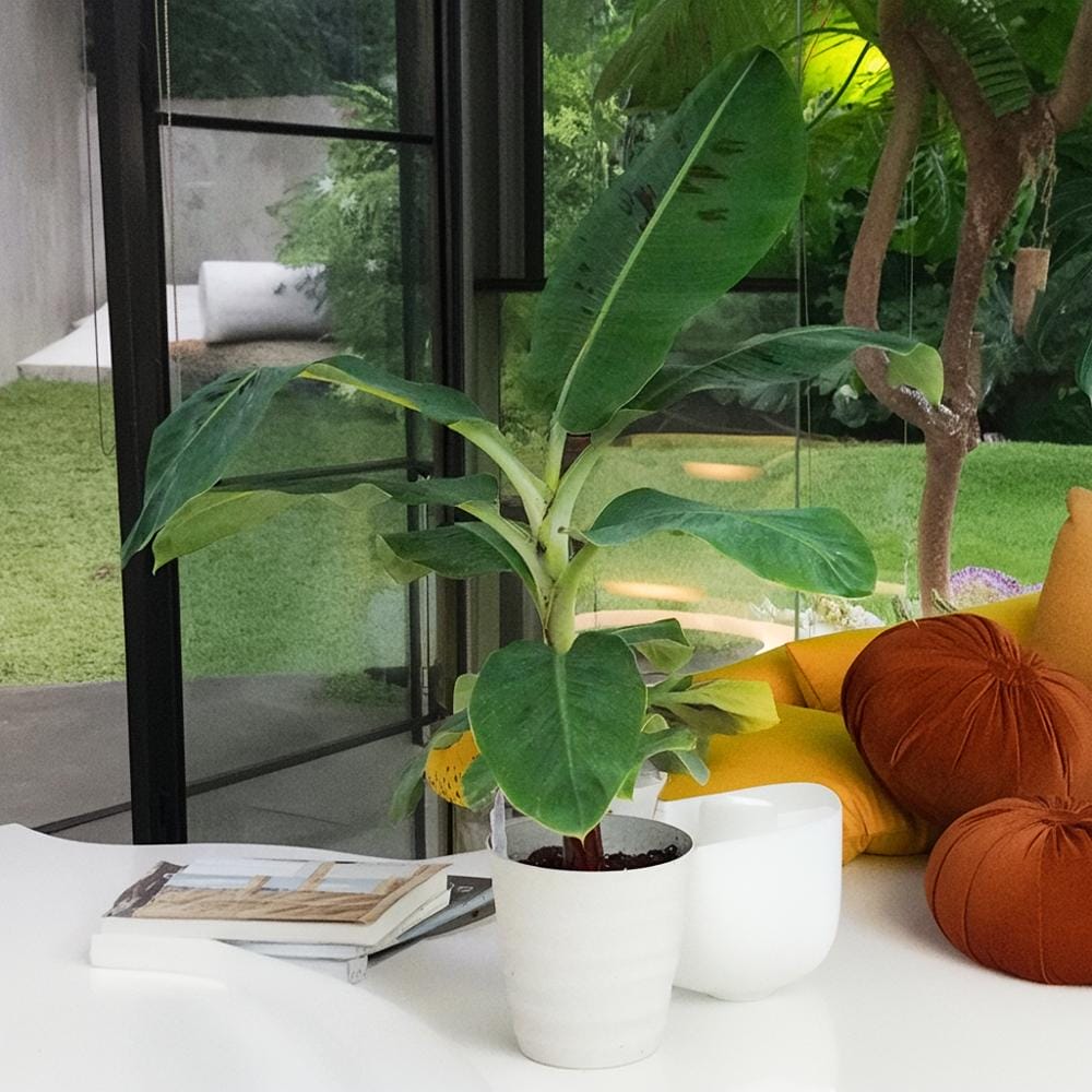 バナナの木 観葉植物 バナナ 矮性 三尺バナナ 苗 おすすめ 苗木部 By 花ひろばオンライン