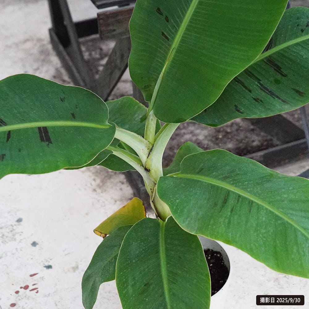 特大】バナナがなるバナナの木茎直径30cm