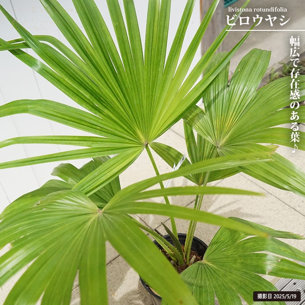 楽天市場】ビローヤシ 8号 観葉植物 ビロウヤシ うちわ 鉢植え