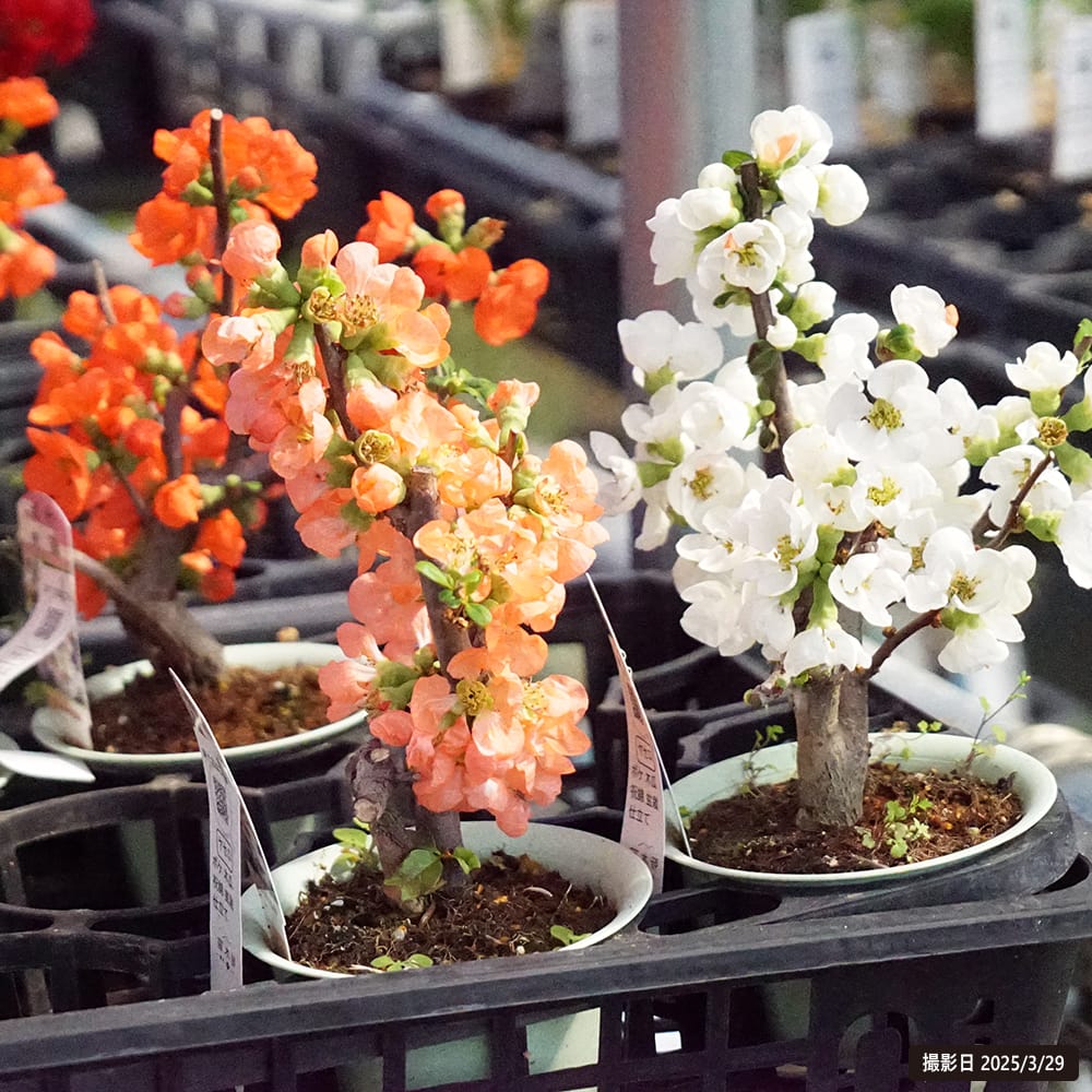 苗 苗木部 By 花ひろばオンライン