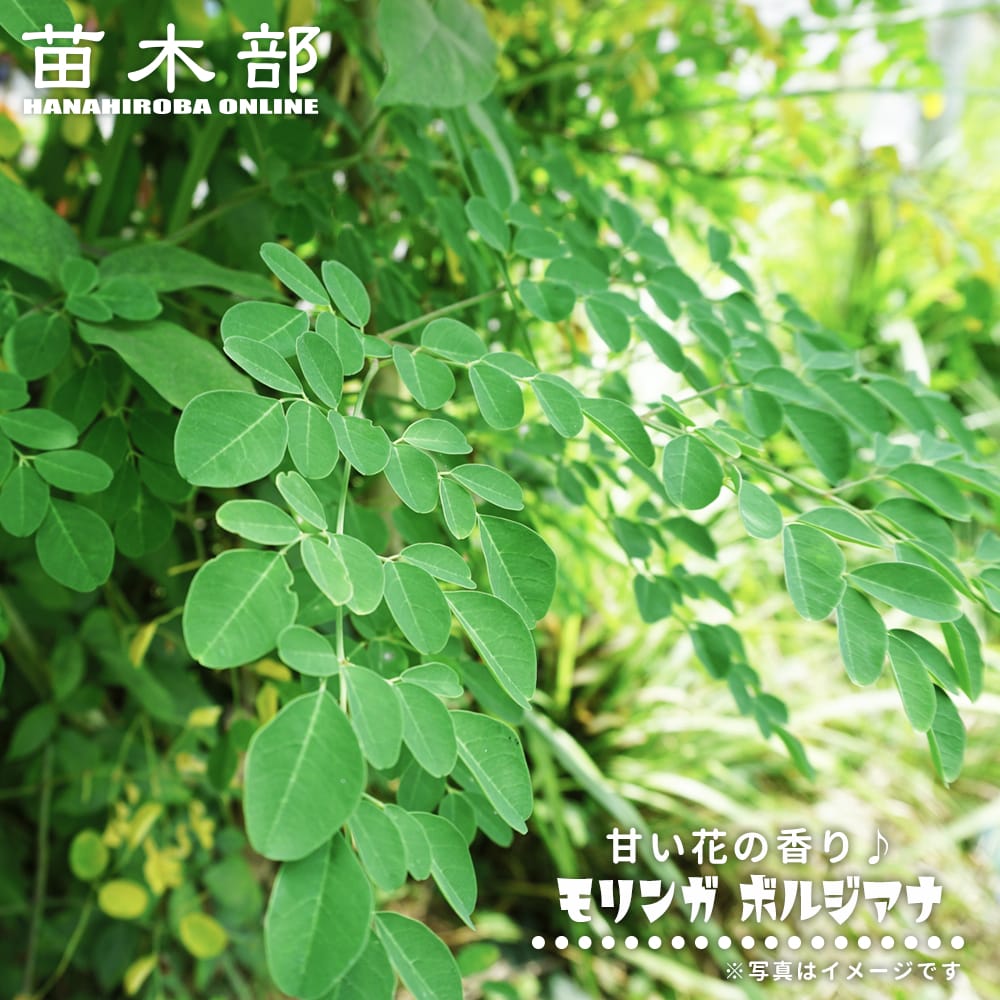 モリンガ ボルジアナ 苗 販売 苗木部 By 花ひろばオンライン