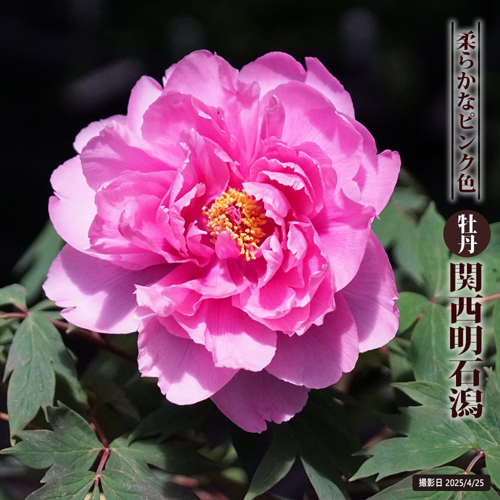 牡丹 関西明石潟 苗 販売 苗木部 By 花ひろばオンライン