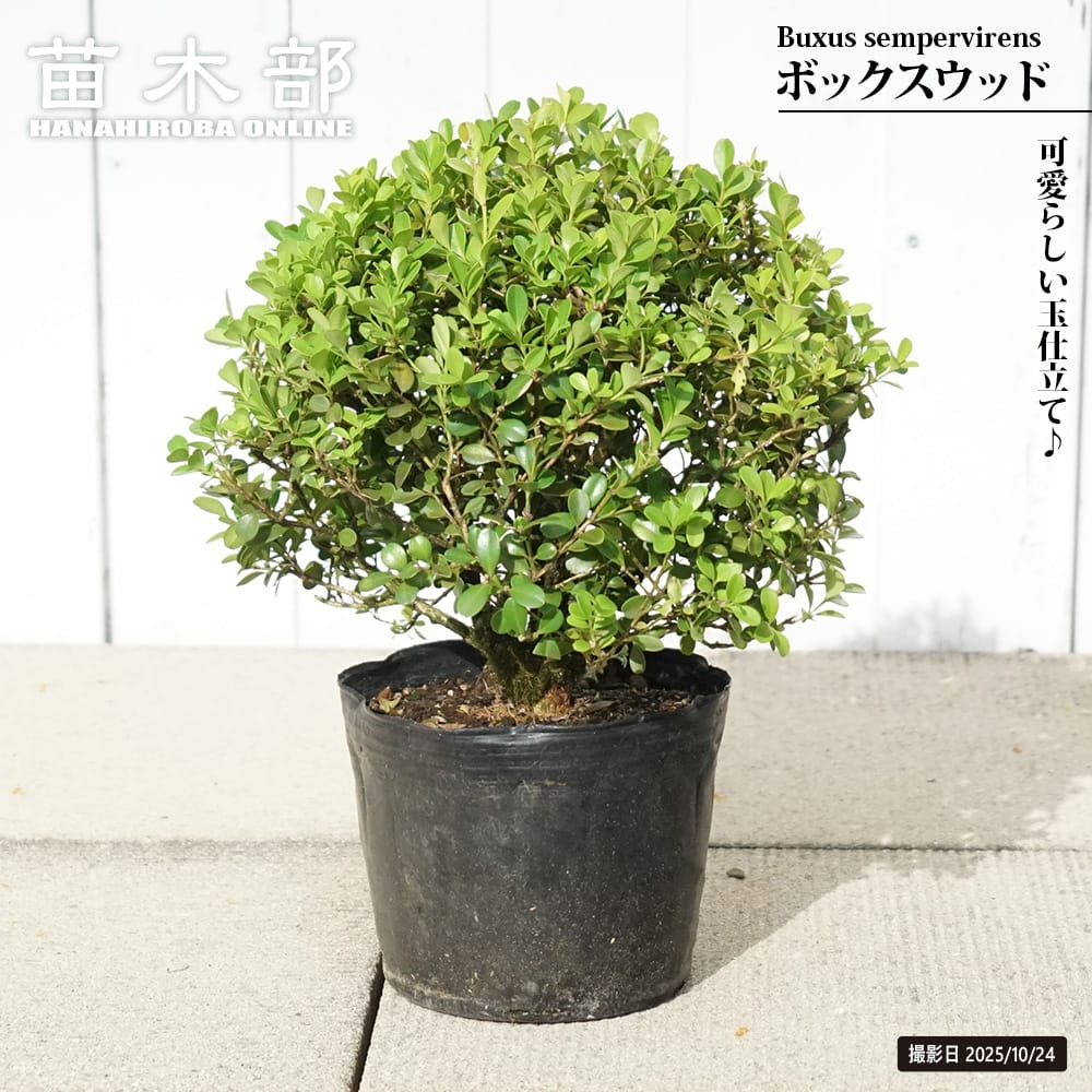 西洋ツゲ ボックスウッド 苗 植え方 苗木部 By 花ひろばオンライン