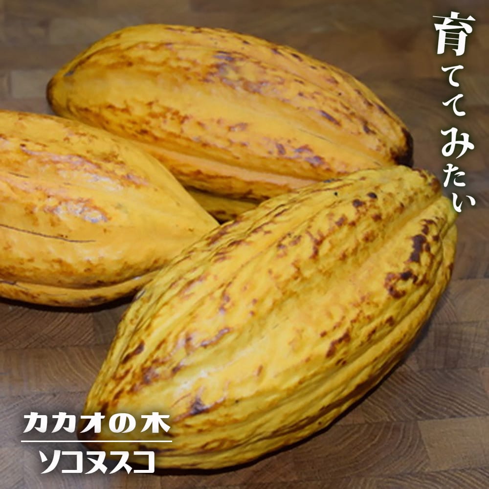 限定1鉢 国産カカオの実から育てたカカオ苗 - トリニタリオ種 限定1鉢 国産カカオの実から育てたカカオ苗 - トリニタリオ種