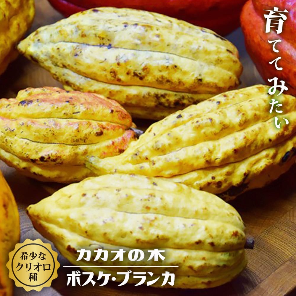 希少 カカオ苗木(大) チョコレートの木 3 希少 国産カカオ苗 1株
