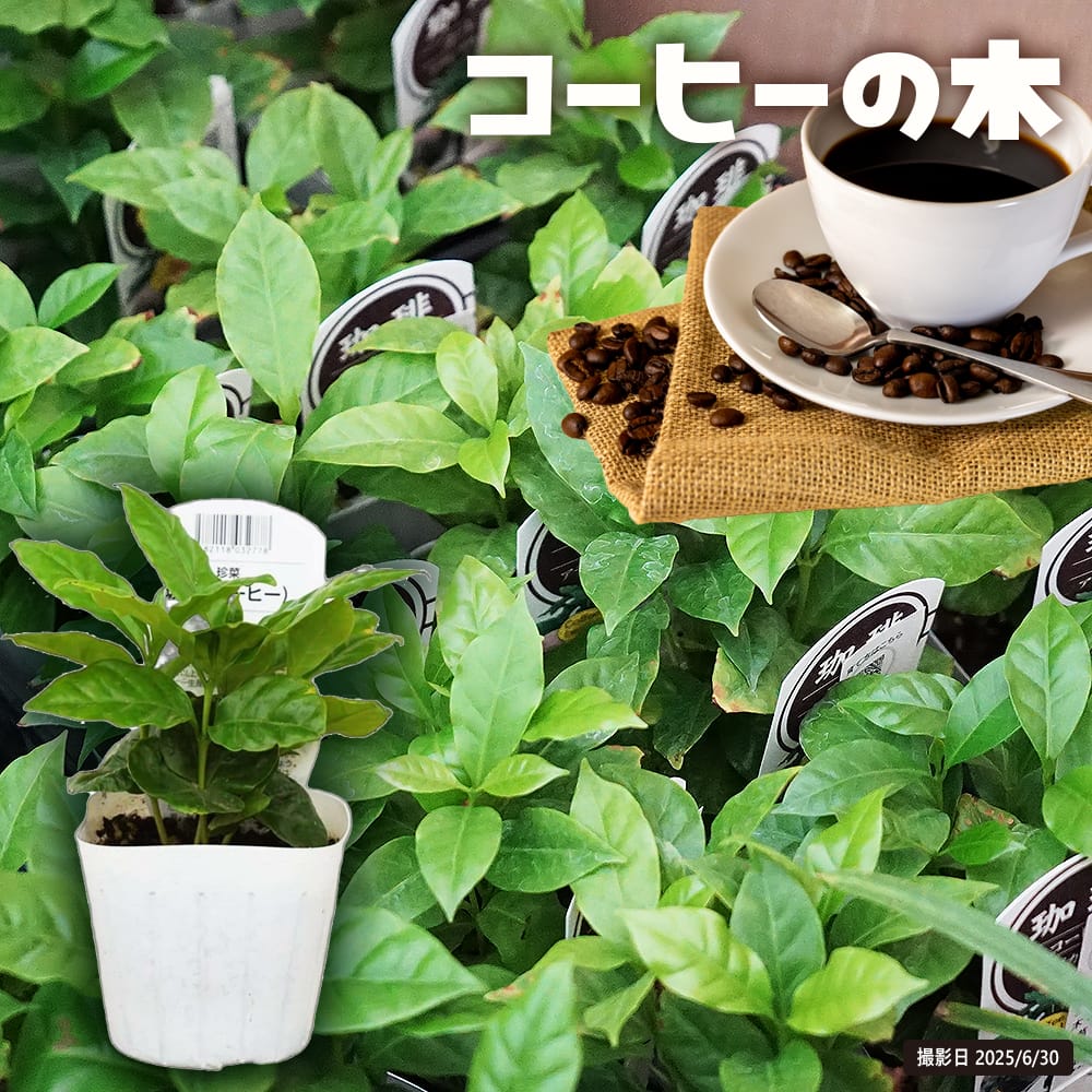 コーヒーノキ ブルーマウンテン 苗 おすすめ 苗木部 By 花ひろばオンライン