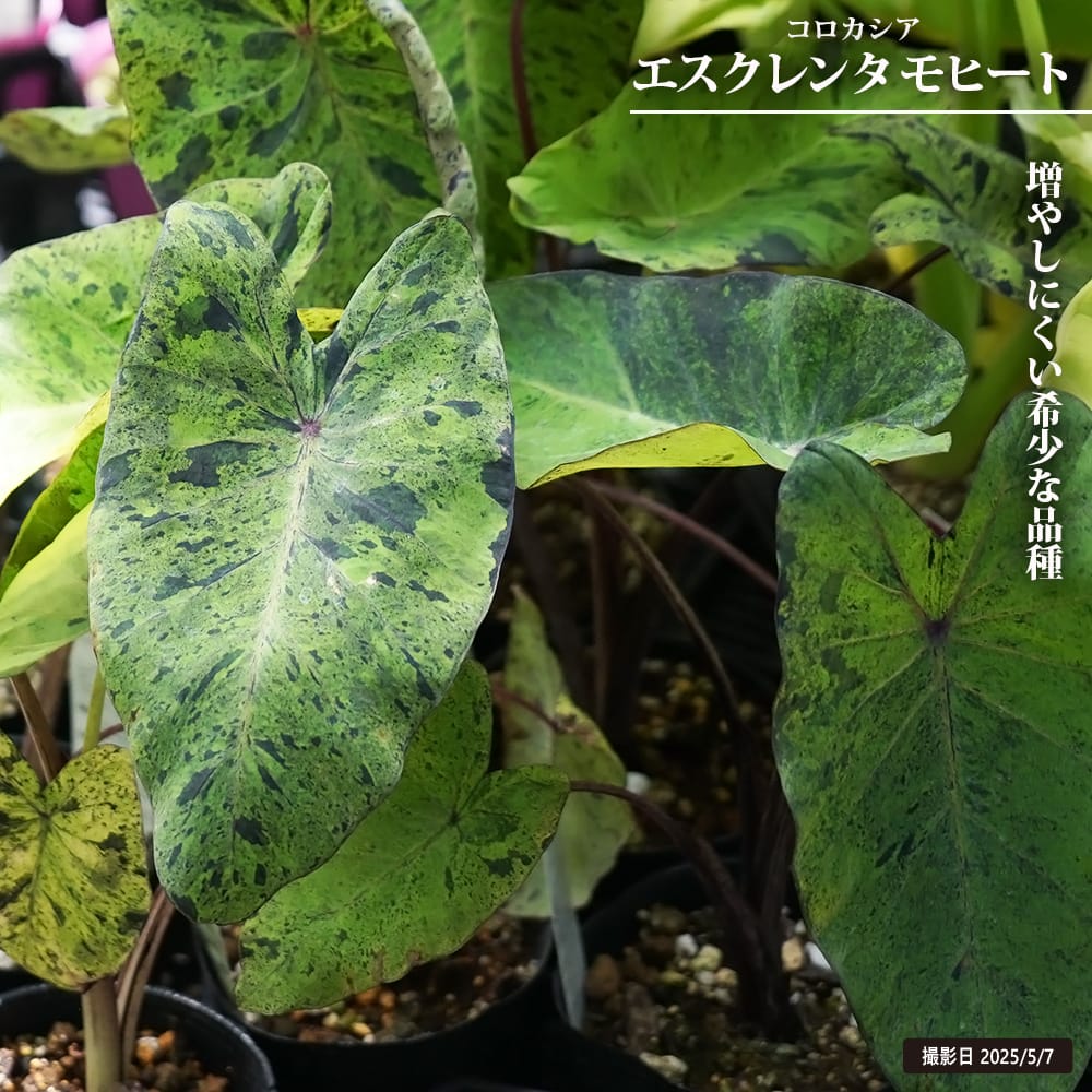elle plant　グロリオーサム　斑入り　ミドルカット発根済み Yahoo!オークション -「グロリオーサ」(その他) (観葉植物)の