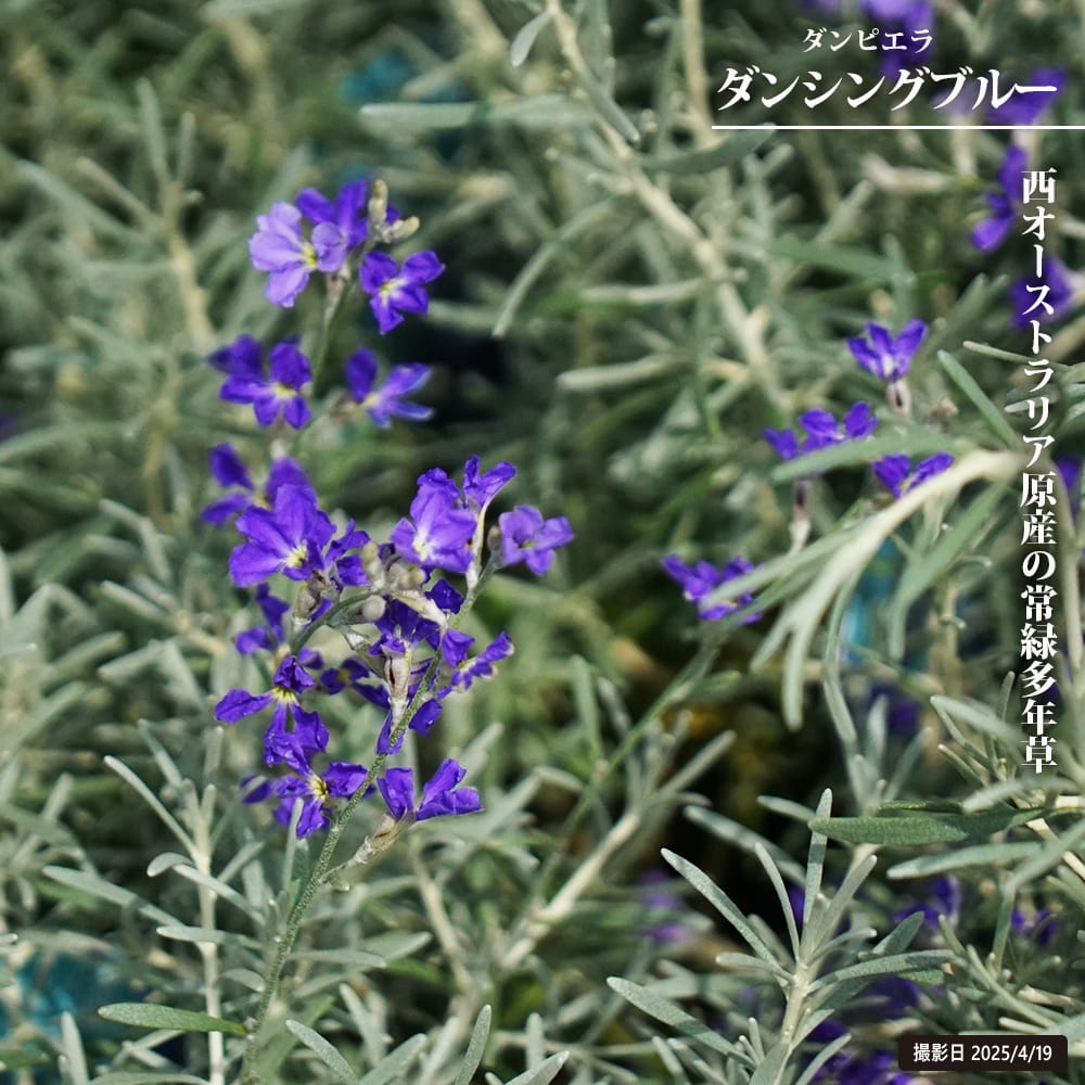 ダンピエラ ダンシングブルー 苗 販売 苗木部 By 花ひろばオンライン