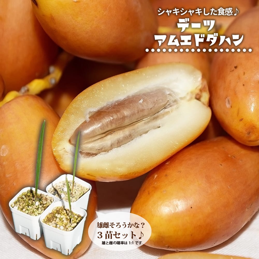 【10％OFF】 ベルガモットオレンジ 4年生 苗木 特大（柑橘 オレンジ 果樹