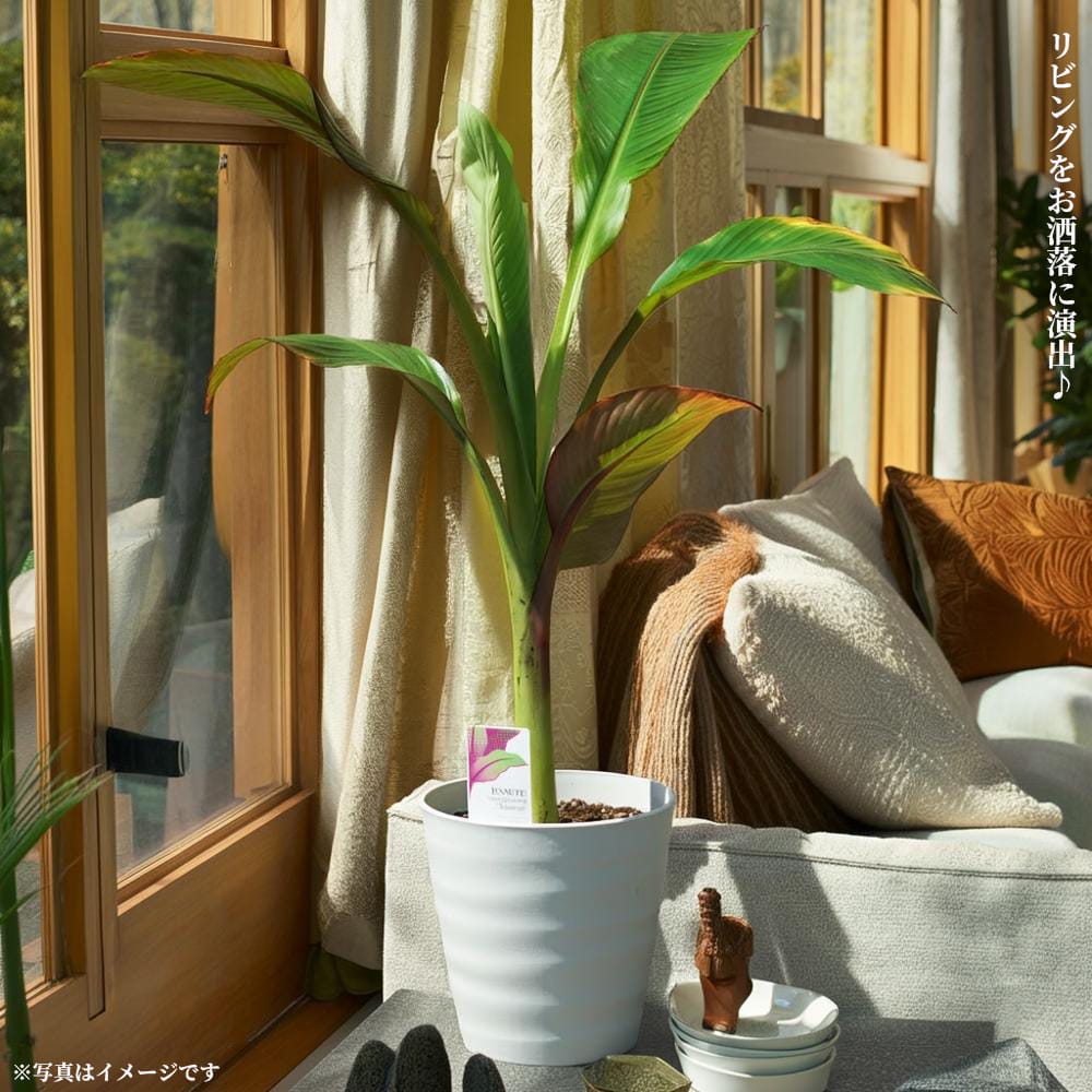 エンセテ マウレリー 苗 通販 苗木部 By 花ひろばオンライン