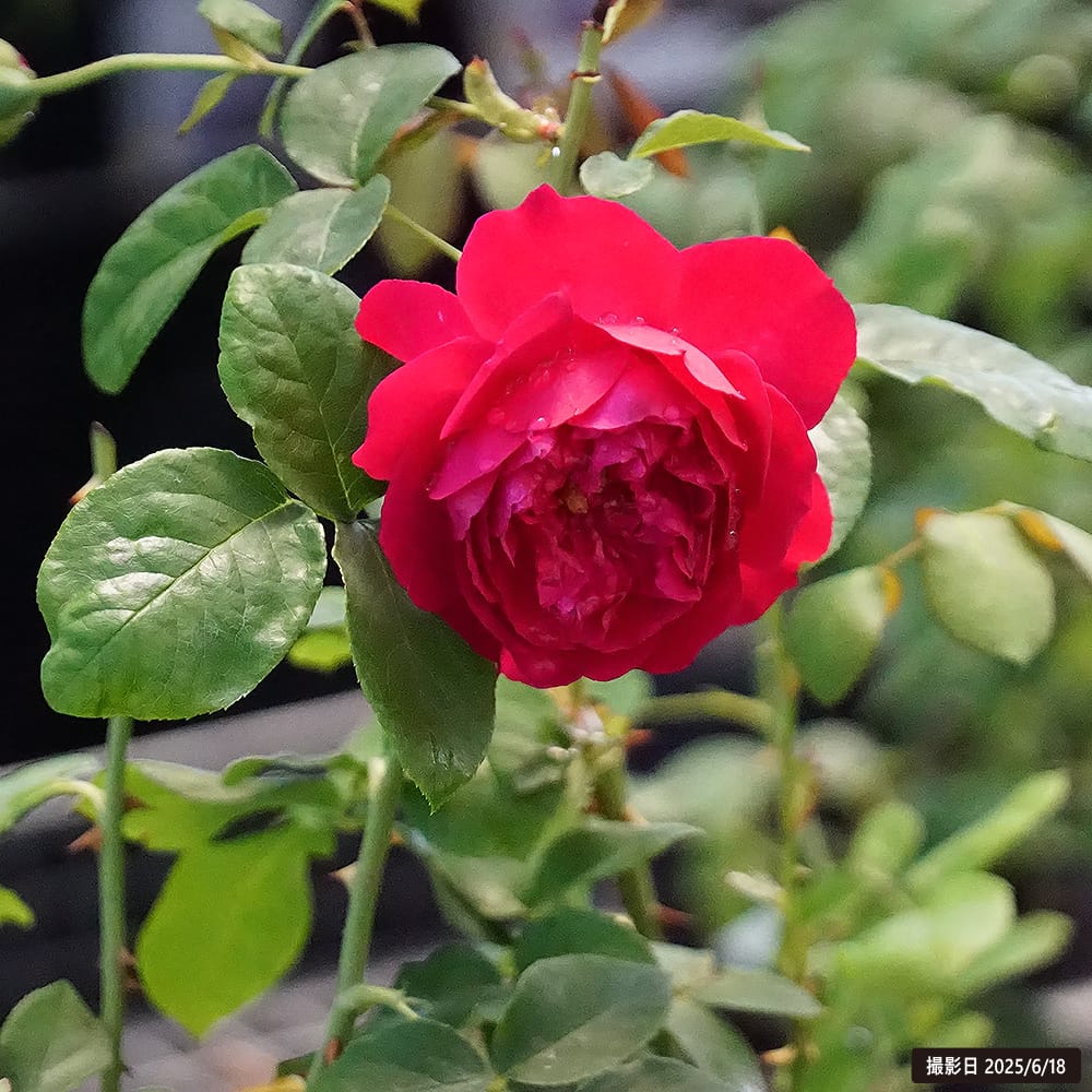 バラ トーマス エイ ベケット 苗 販売 苗木部 By 花ひろばオンライン