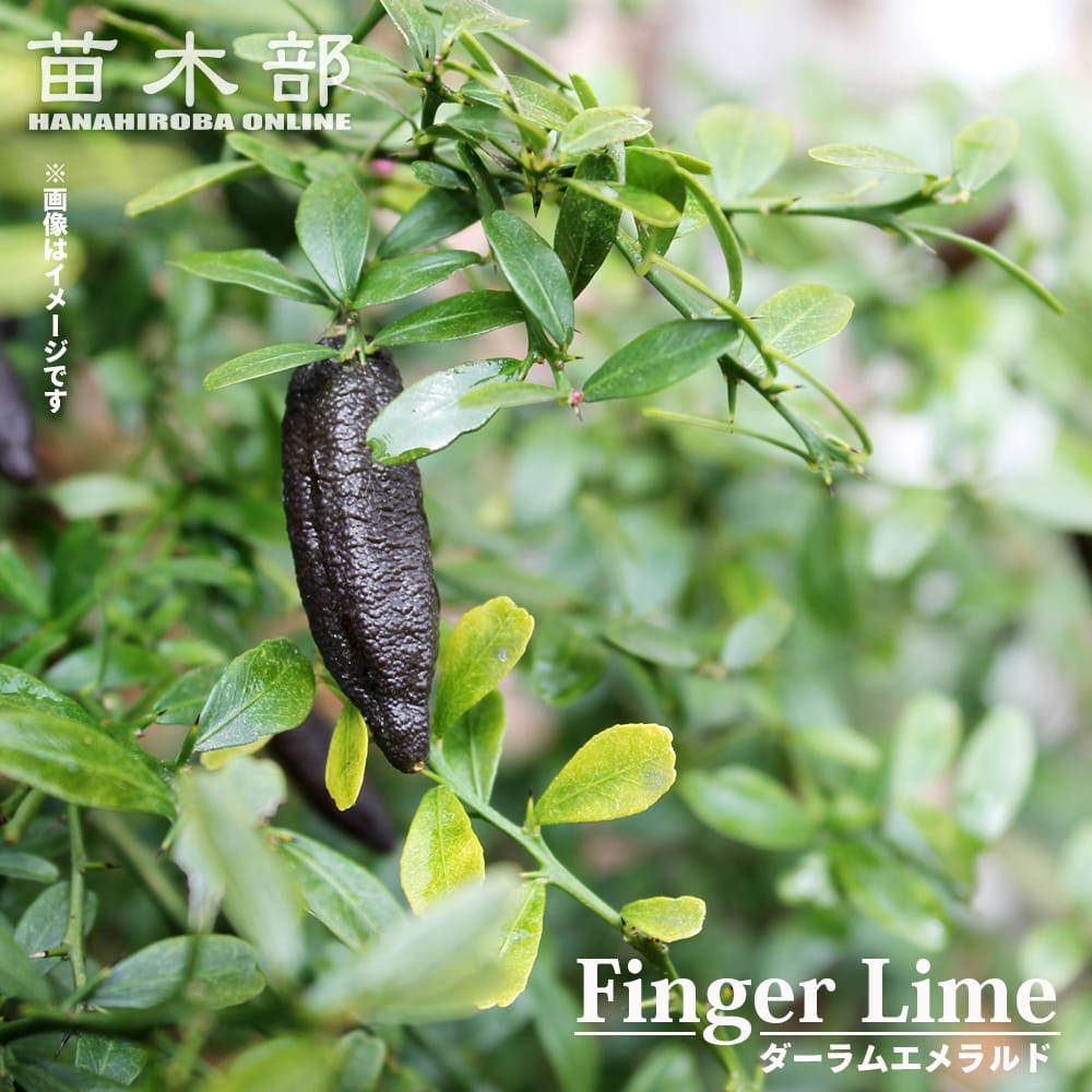 フィンガーライム ダーラムエメラルド 苗 販売 苗木部 By 花ひろば