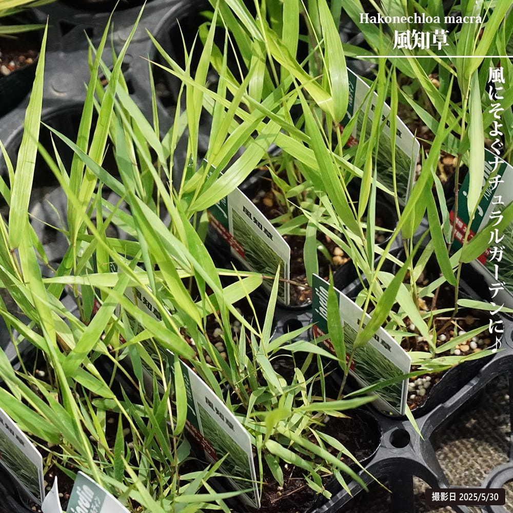 フウチソウ 苗 販売 苗木部 By 花ひろばオンライン