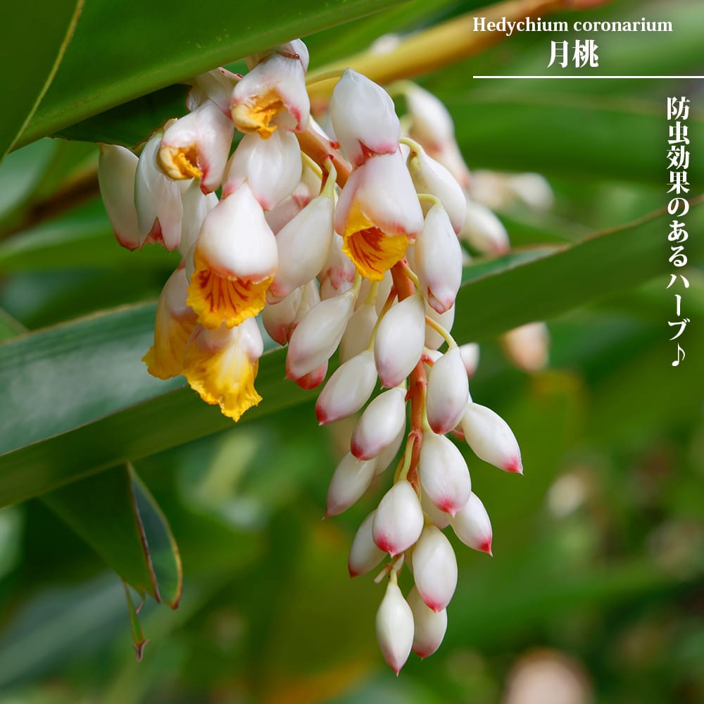 月桃 苗 販売 苗木部 By 花ひろばオンライン