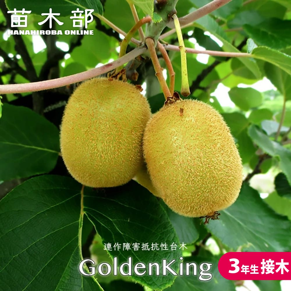 接ぎ木 オーダーページ 柿(カキ) 果樹の枝各種、接ぎ穂(穂木)