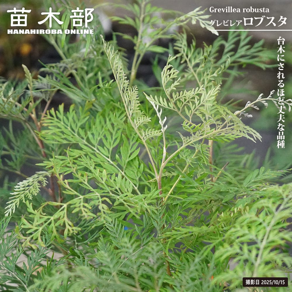 グレビレア ロブスタ 苗 販売 苗木部 By 花ひろばオンライン