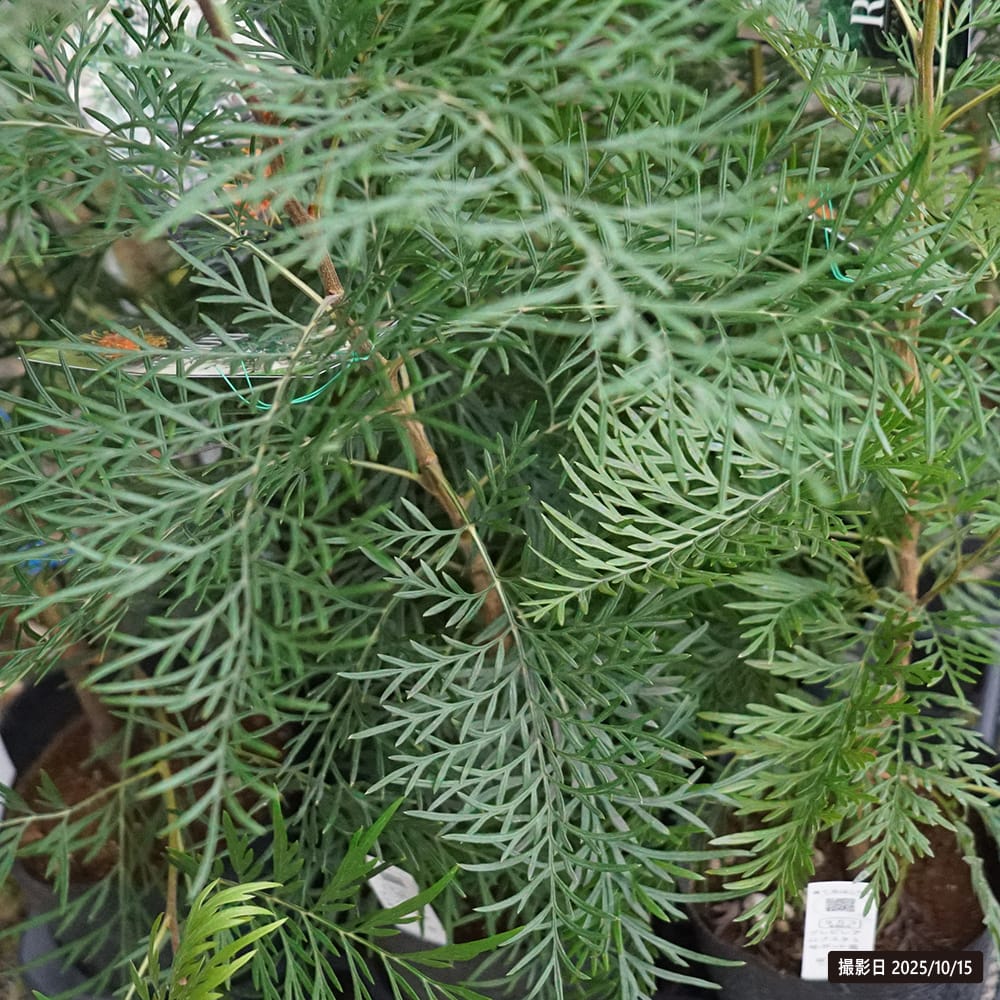 グレビレア ロブスタ 苗 販売 苗木部 By 花ひろばオンライン