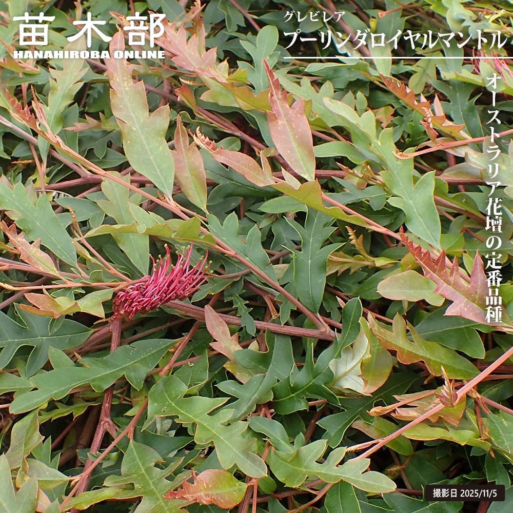 グレビレア プーリンダロイヤルマントル 苗 販売 苗木部 By 花ひろば