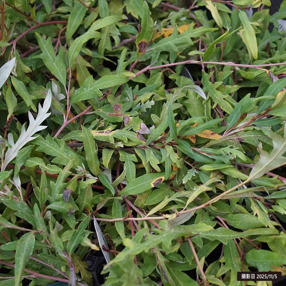 グレビレア プーリンダロイヤルマントル 苗 販売 苗木部 By 花ひろば