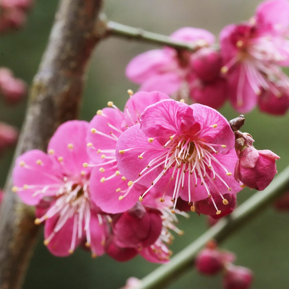 【京都・東哉製】梅華・紅白／梅の花・置物（修復品） 京都・東哉製】梅華・紅白／梅の花・置物（修復品） ☆ 苗：梅