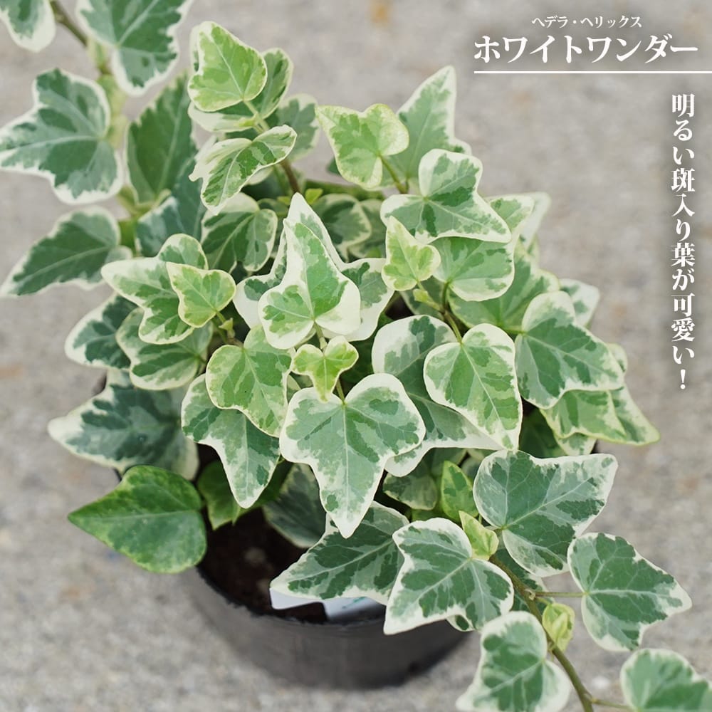へデラヘリックス-2 ヘデラ ヘリックス 2m長尺 13.5cmポット 苗木 : トオヤマ