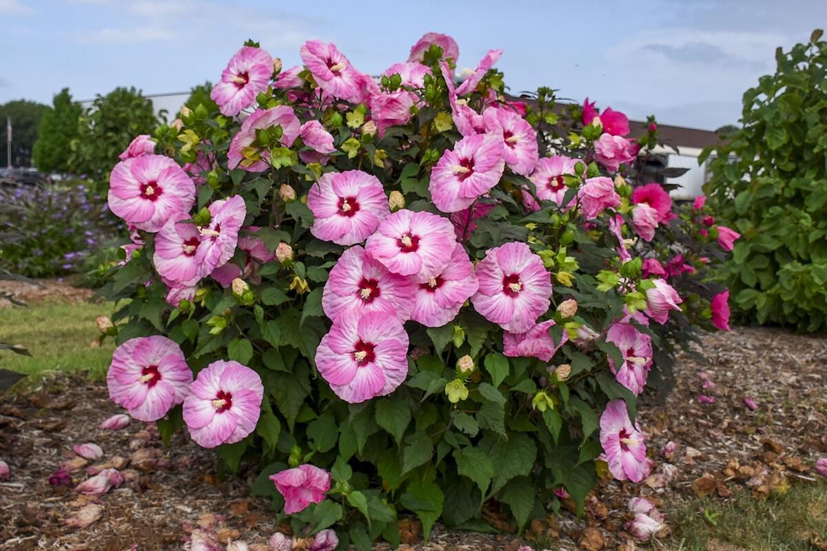 ハイビスカス ストロベリーマーブル サマリフィック 苗 販売 苗木部