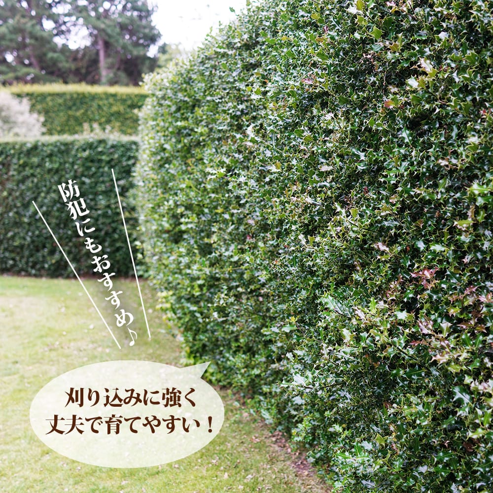 ‼️相木千栞‼️山取り枯木ヒイラギ ヒイラギ – はなもく散歩