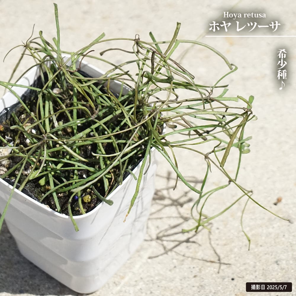 育てやすいホヤ 5種ポット苗セット の通販 | 園芸ネット