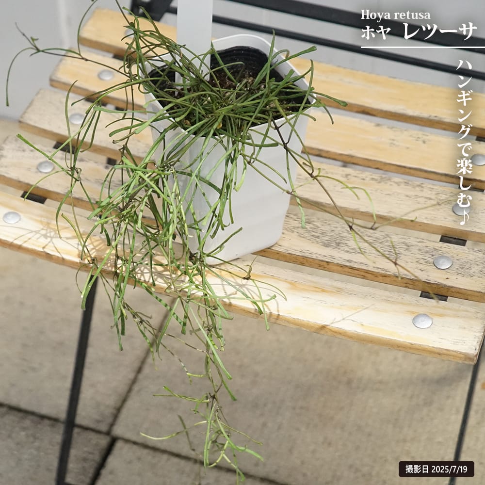 HOYA レツーサ 250808 13 Hoya sp. Sulawesi GPS 7731 has adorable