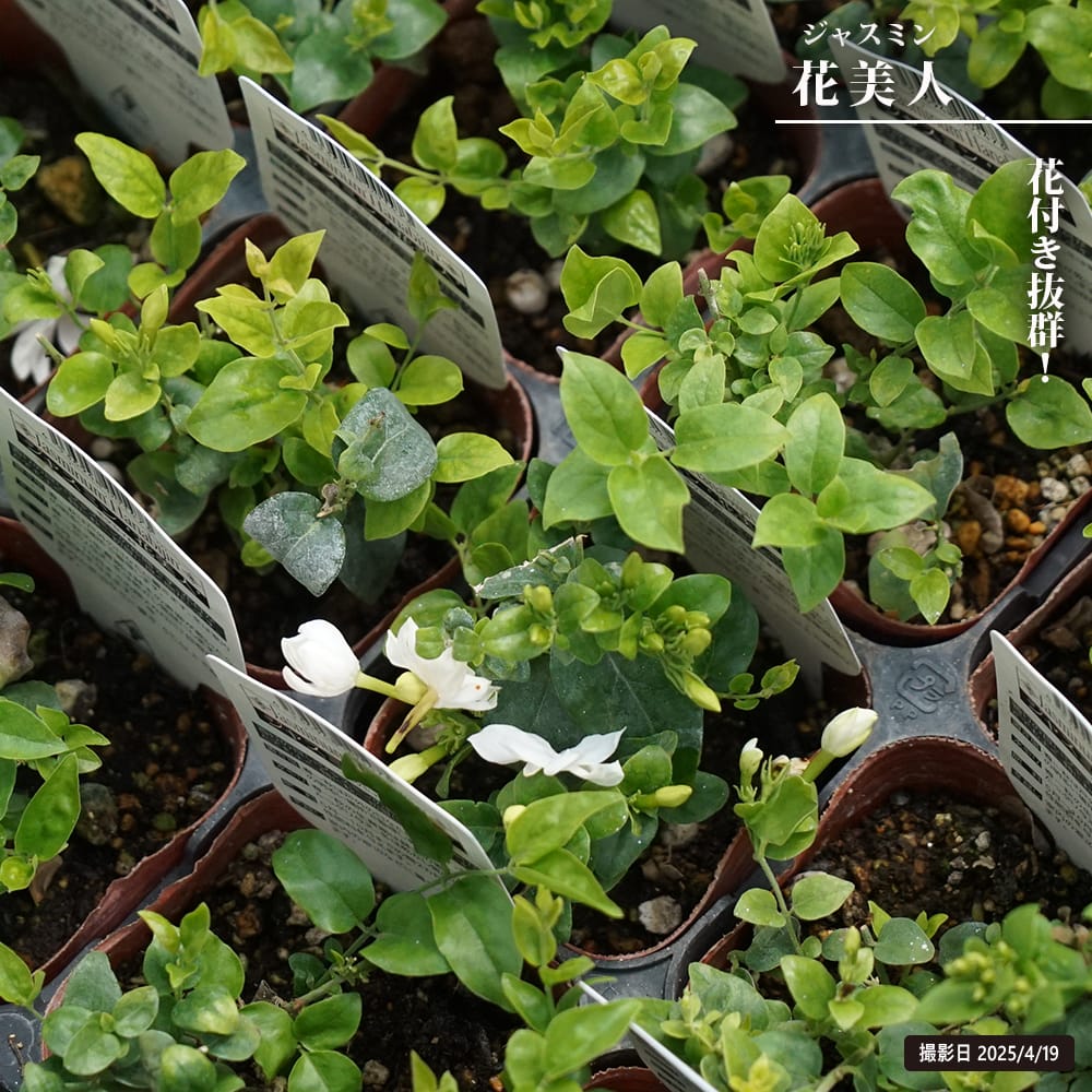 ジャスミン 花美人 苗 販売 苗木部 By 花ひろばオンライン