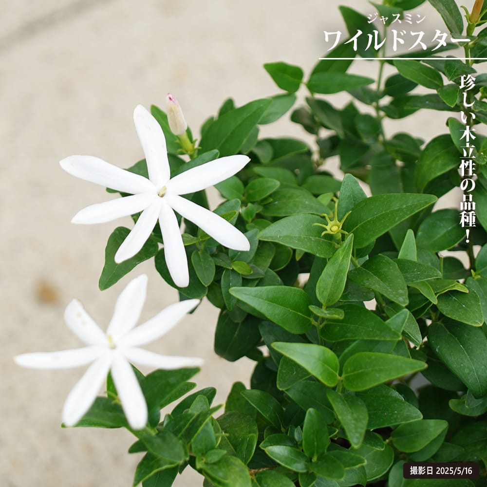 ジャスミン ワイルドスター 苗 販売 苗木部 By 花ひろばオンライン
