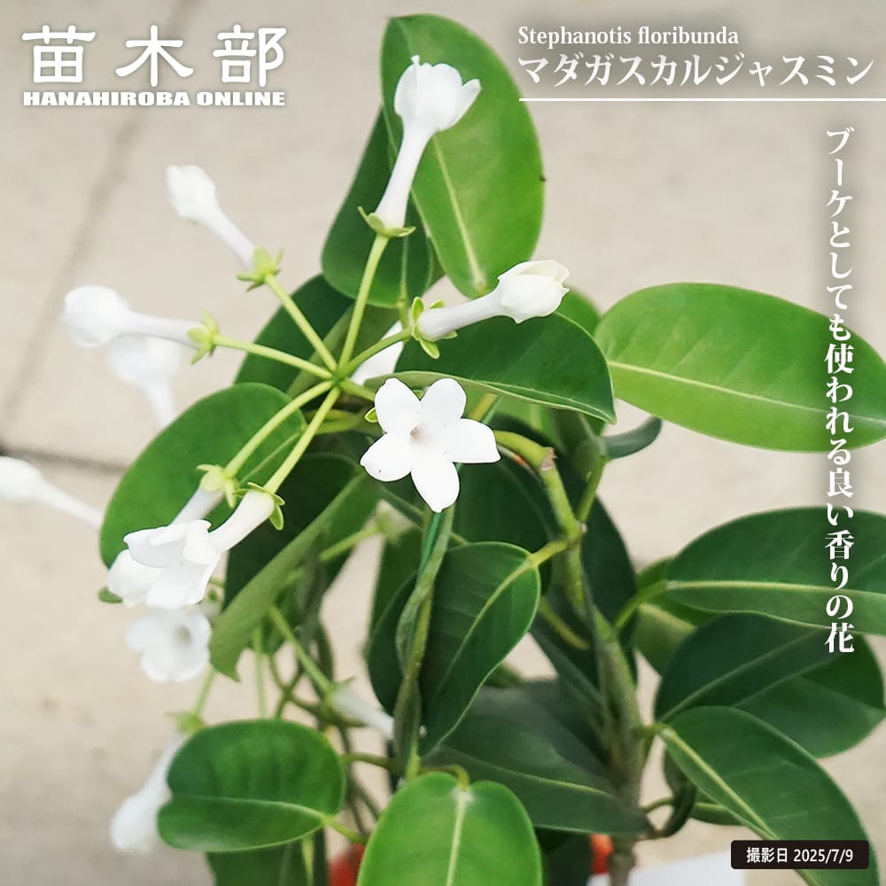 ジャスミン ジャスミン ジャスミン Atmos x adidas ZX 8000 G-SNK - A legendary