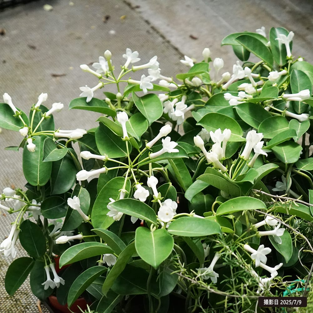 ジャスミン ジャスミン ジャスミン Atmos x adidas ZX 8000 G-SNK - A legendary