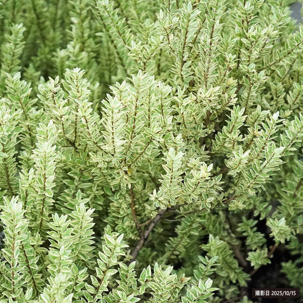 万年青　斑入り　根岸の松　良株　ぬき苗発送 ギンバイカ 斑入り 苗 通販 苗木部 By 花ひろばオンライン