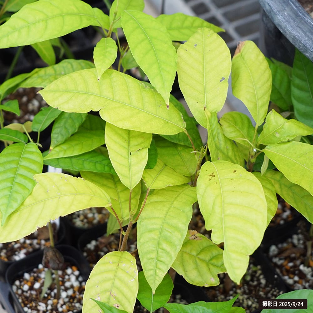 大株カカオ苗 ナシオナル(アリバ)種 取り木苗 大株カカオ苗 ナシオナル