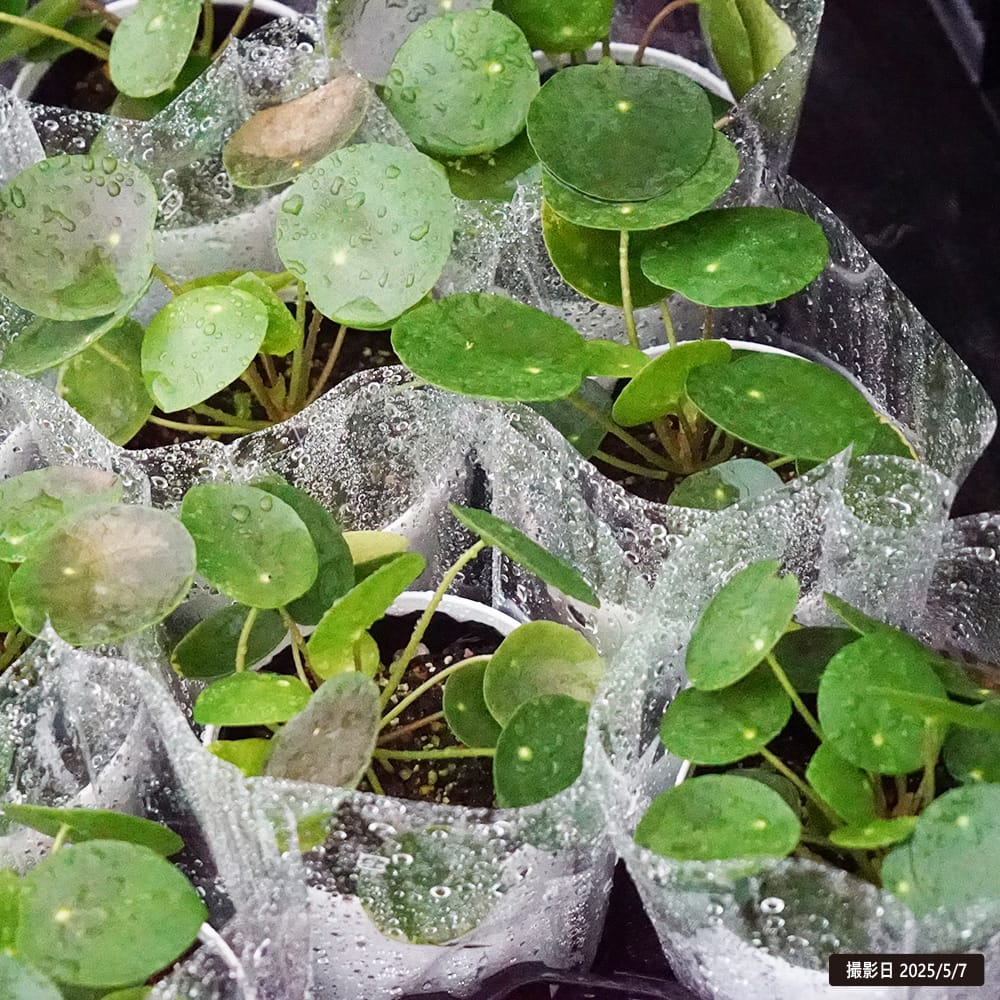 ピレア・ペペロミオイデス 白鉢 楽天市場】【人工観葉植物】 ピレア（ペペロミオイデス） 白色