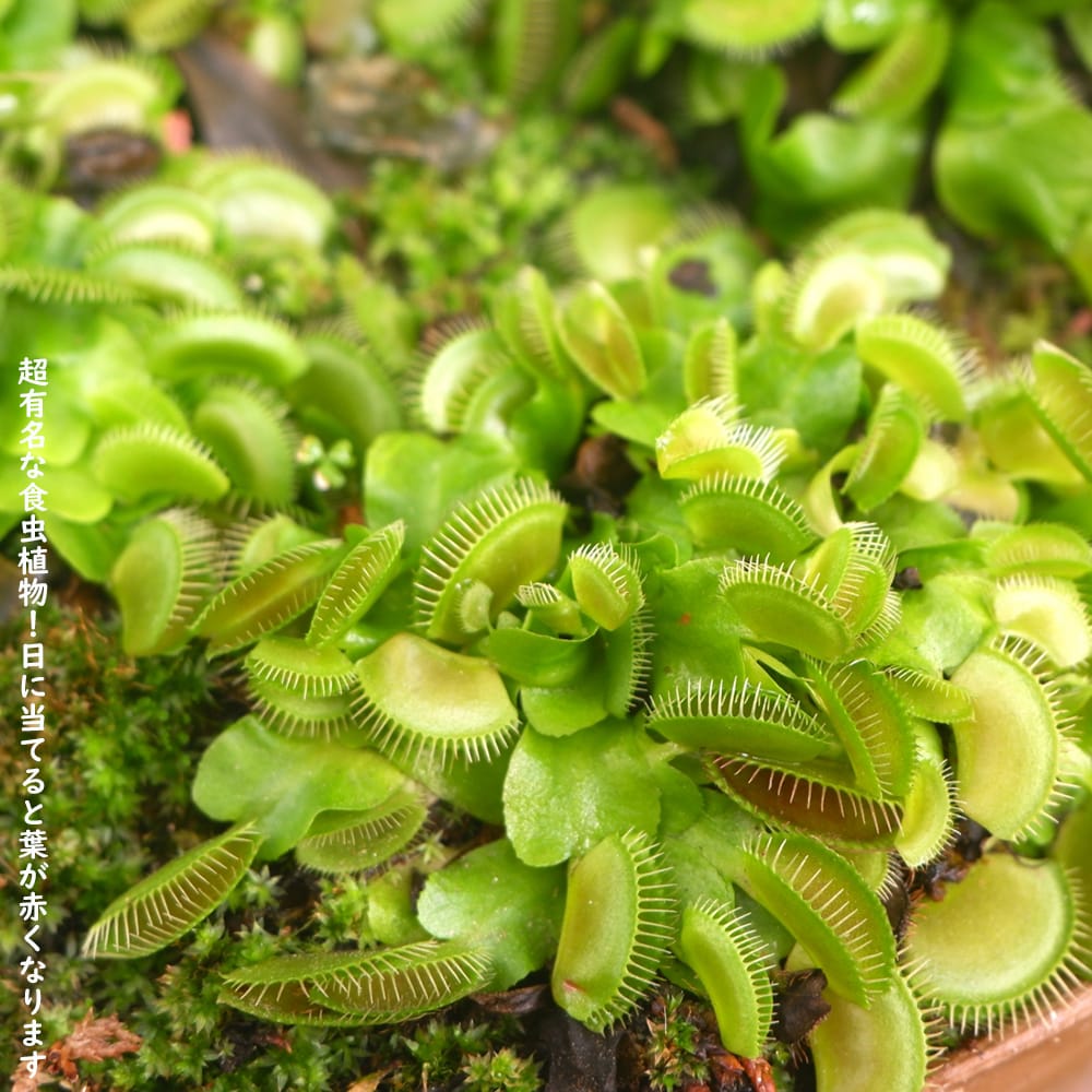 才蔵　ハエトリソウ 9／10限定】当選確率2分の1！1等最大100％ （食虫植物