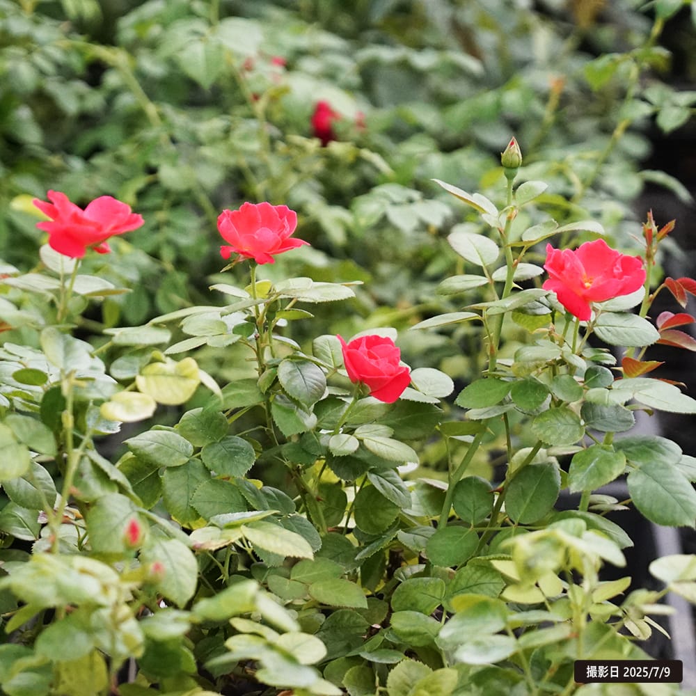 バラ ピンクブリックハウス FL フロリバンダの通販 苗木部 By 花ひろば