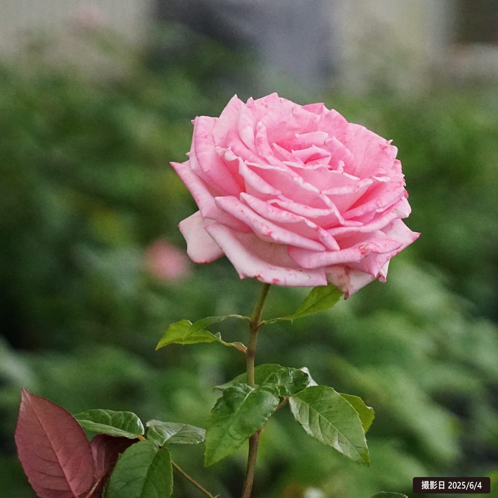 バラ ウェディングベルズ 苗 販売 苗木部 By 花ひろばオンライン