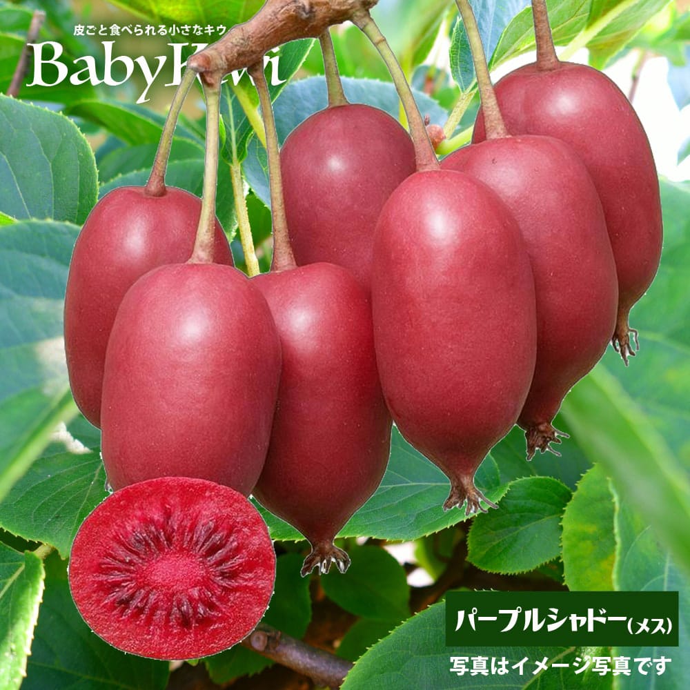 紅妃 赤いキウイフルーツ雌雄苗木1本づつ ストア 紅妃 キウイフルーツ 