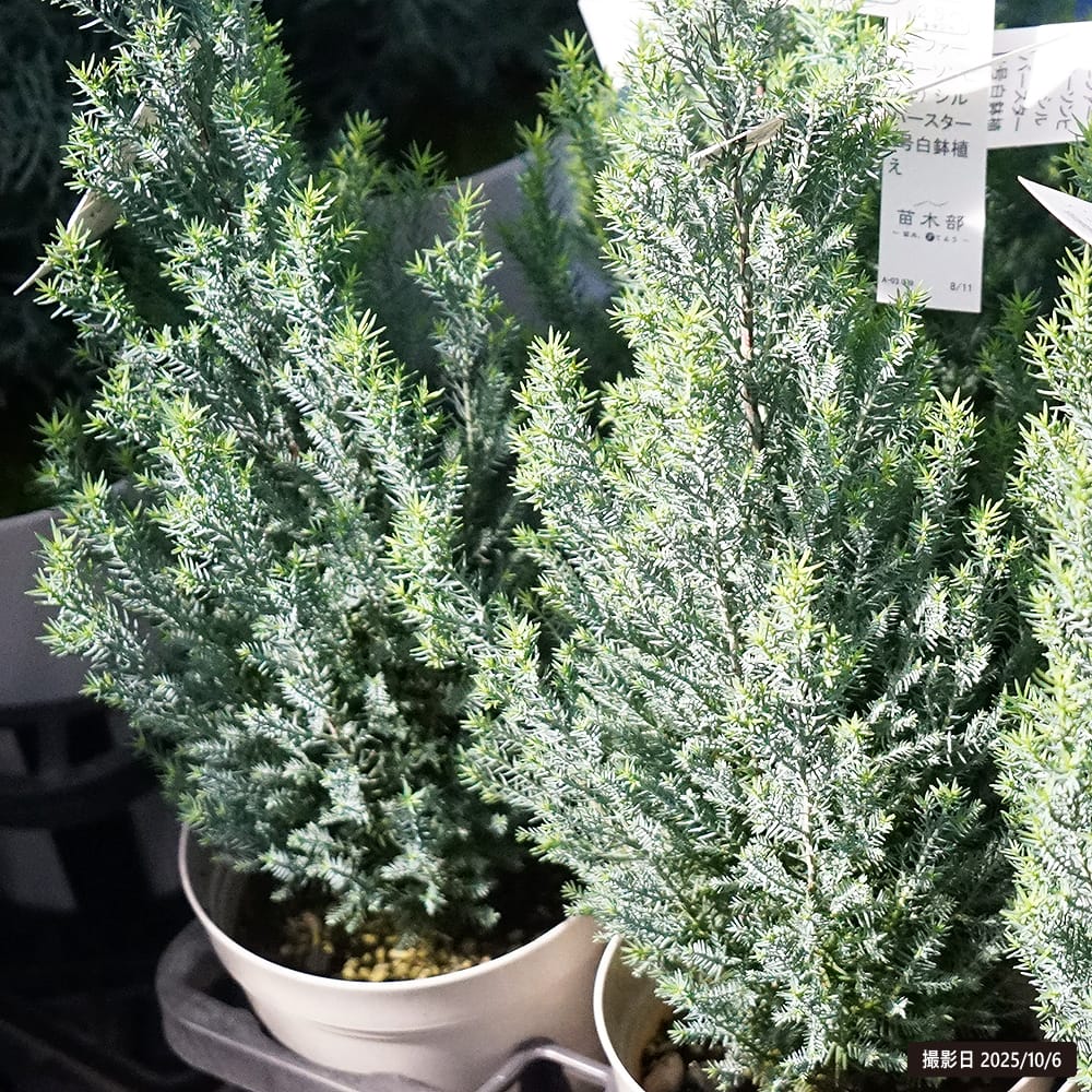 サルフレア 苗 ・ シルバースター（枝変わり）コニファー2種セット 美形 サルフレア 苗 ・ シルバースター（枝変わり）コニファー2種セット