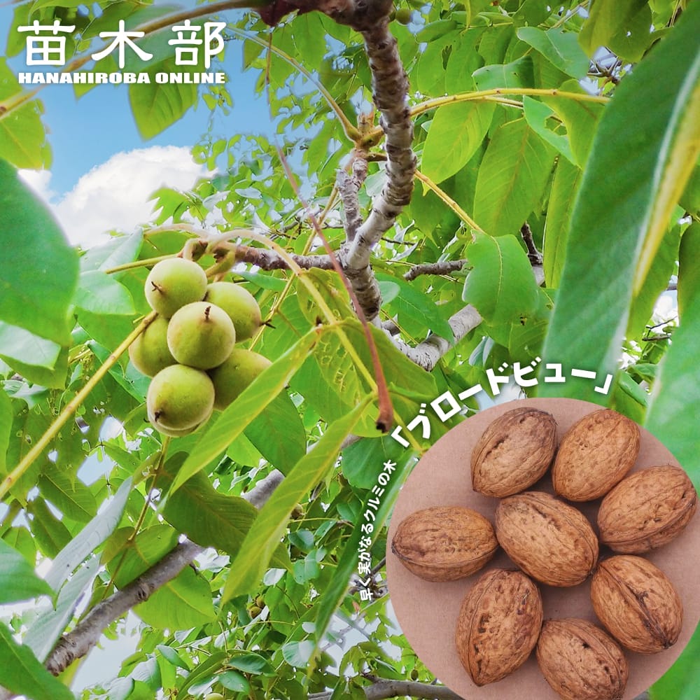 クルミ ブロードビュー 苗 販売 苗木部 By 花ひろばオンライン