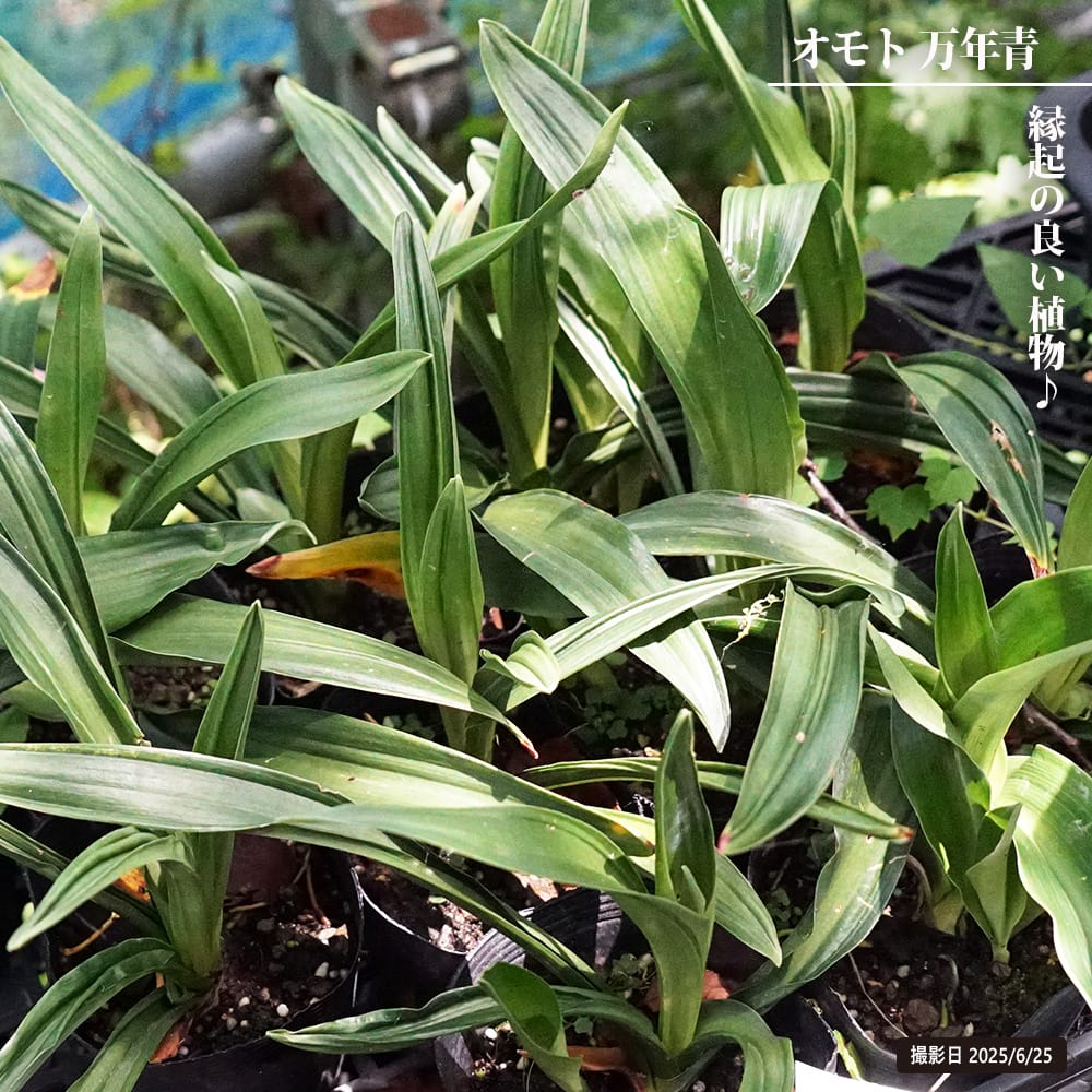 完売　　縁起植物＊希少苗＊大株【斑入りオモト＊万年青】つぼみあり＊新芽どっさり 万年青（オモト） 苗 通販 苗木部 By 花ひろばオンライン