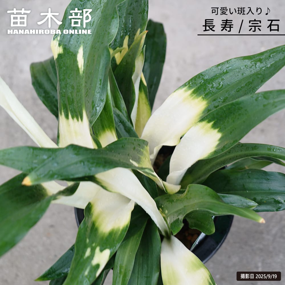 万年青（オモト） 長寿（宗石）の通販 苗木部 By 花ひろばオンライン